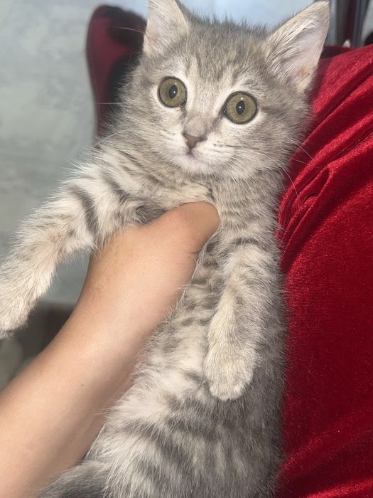 Продается Котят 2 месяца