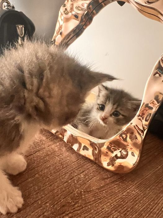 Котята отлам бесплатно все мальчики 1девочка