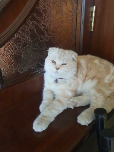 скотиш фолд шотладский малчик