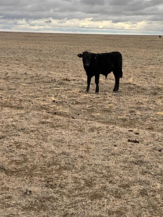 Ангус бұзау еркек