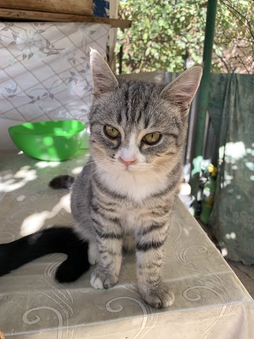 Котенок в добрые руки