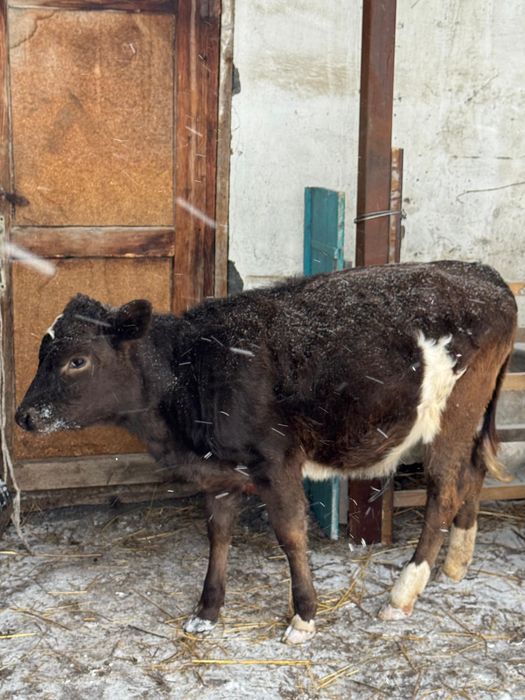 Продам теленка 6 месяцев