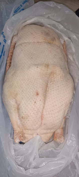 Продам домашних гусей кг 3300 тг