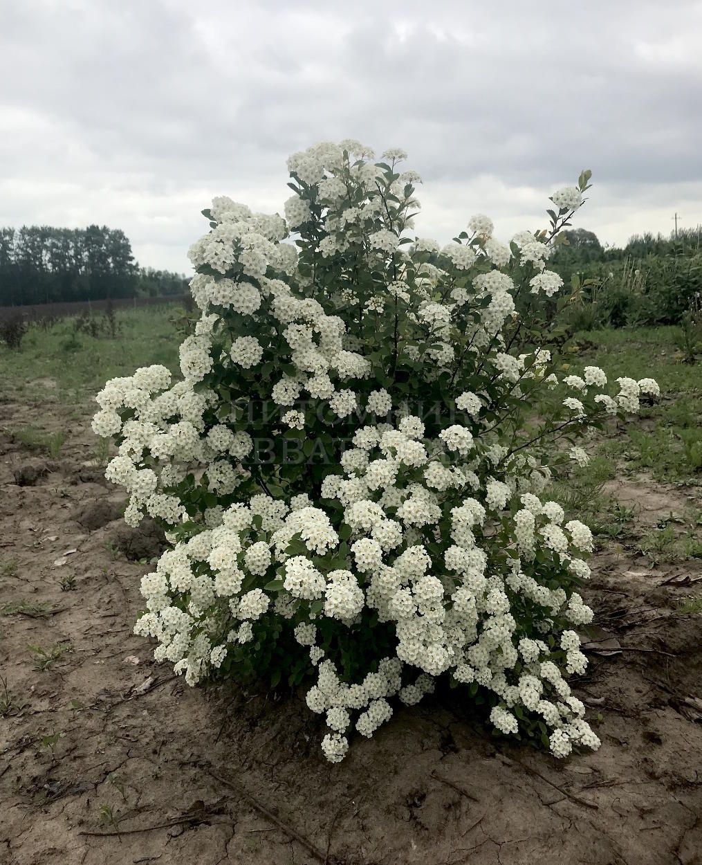 Продается спирея белая