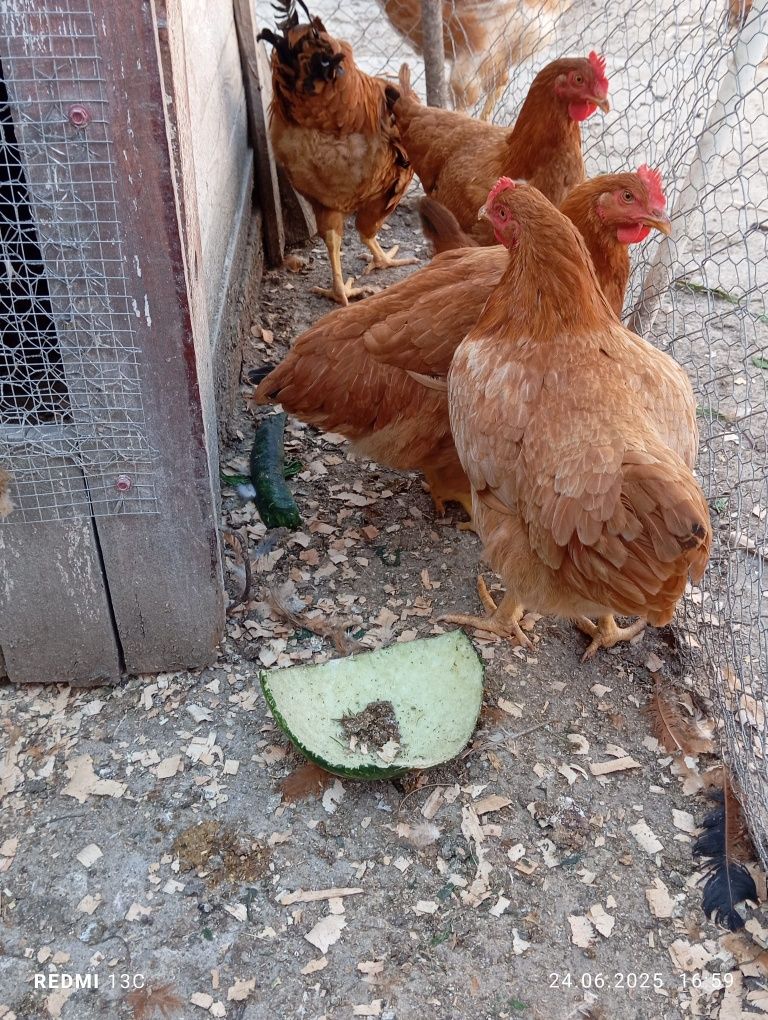 Vând pui de rasă mixtă