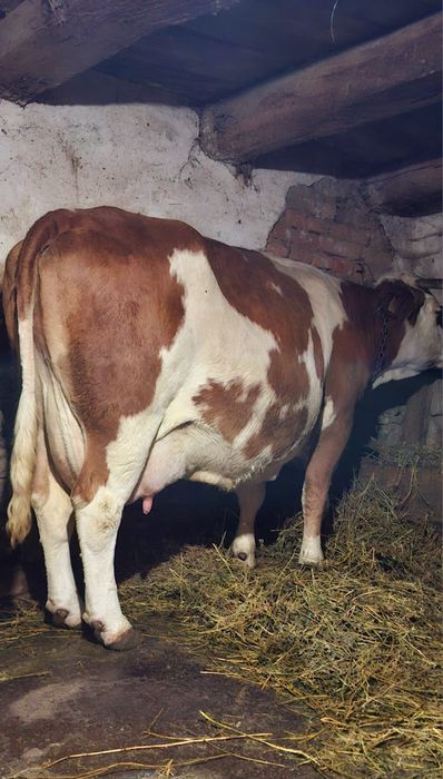 Vând 3 vaci baltate românești