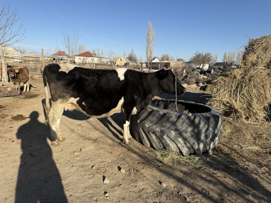 Буаз сиыр беременная корова