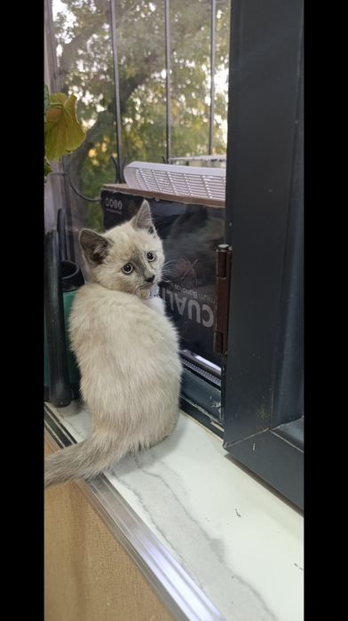 Сиамские и Турецкая ангора