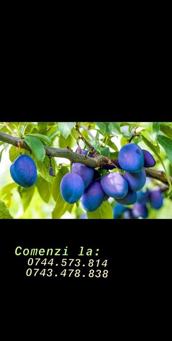 Alun.Afin.Nuc Chandler Cires.Mar.Paulownia.Columnari.Aronia.Goji.Prun.
