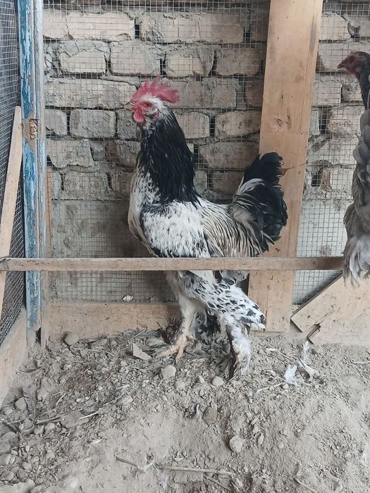 Хуроз товук сотилади