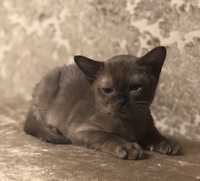 Бурманский котенок. Европейская бурма