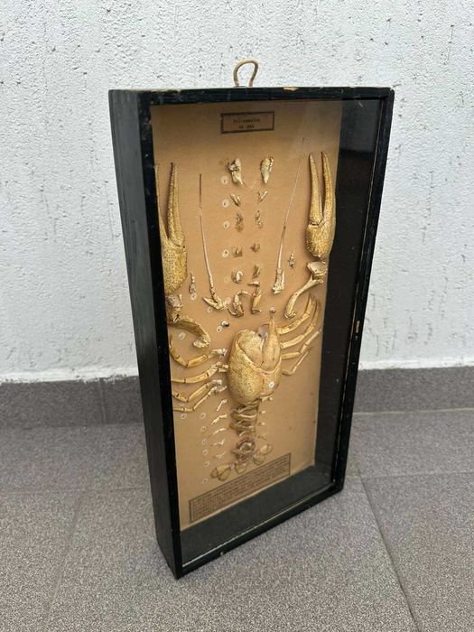 Соц Учебен Модел на Рак Разчленен Учтехпром