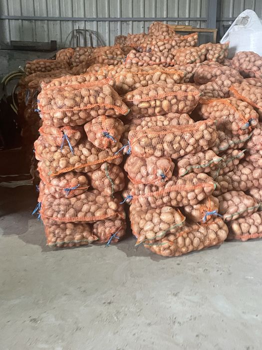 Cartofi consum,belarosa,captiva,arizona