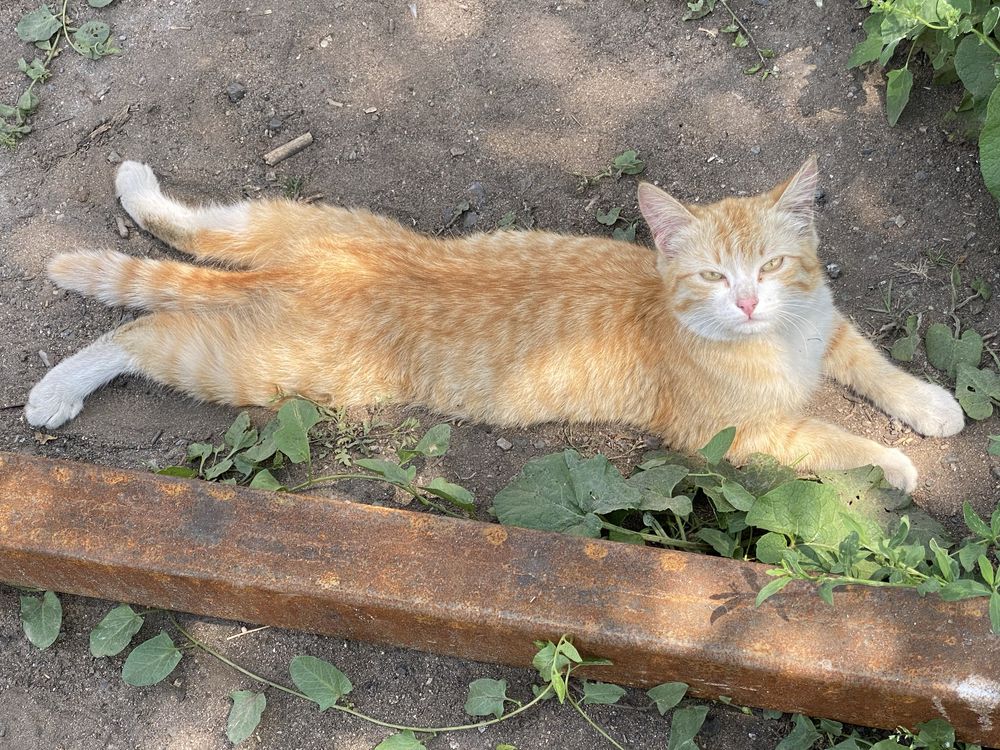 Отдам рыжую кошечку