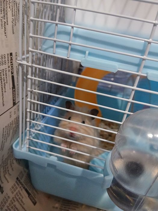 Хомяк сириский симпатичный отдам добрым рукам