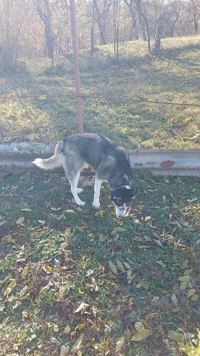 Husky pentru adopție mascul și femelă