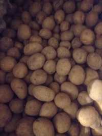 Продам картошку семенную 100 кг Возможна доставка.