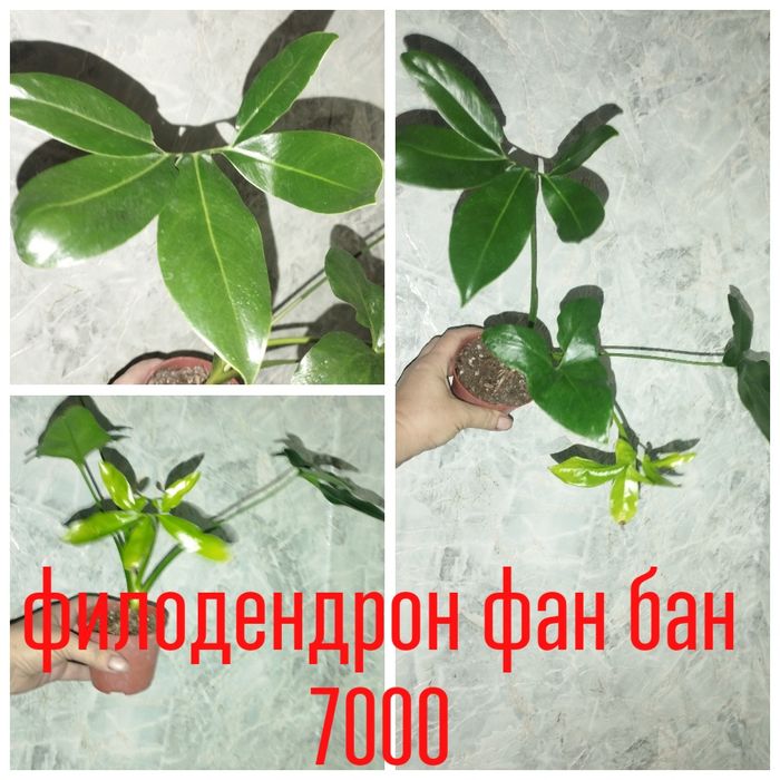 Филодендрон бон фиш.орхидеи цимбидиумы