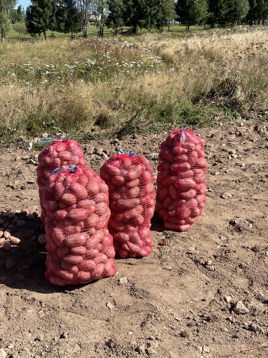 Vand cartofi albi si roși pentru consum