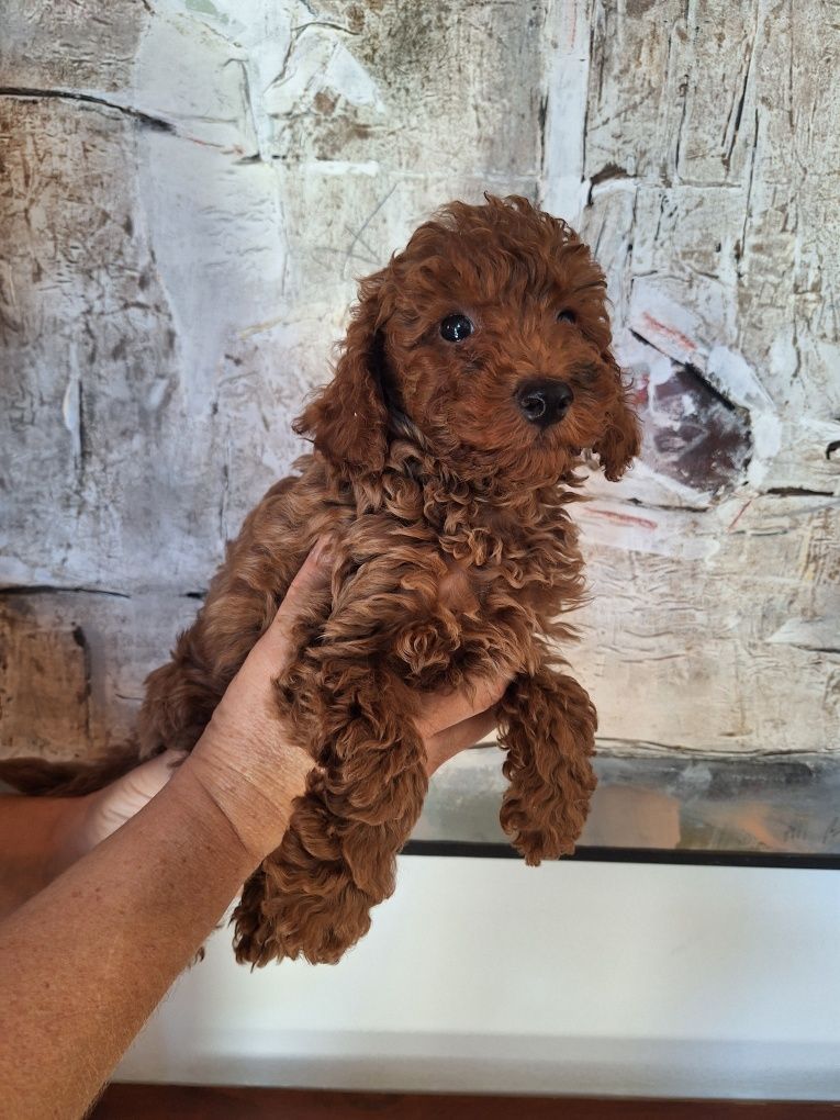 Pudel/Caniche pitic