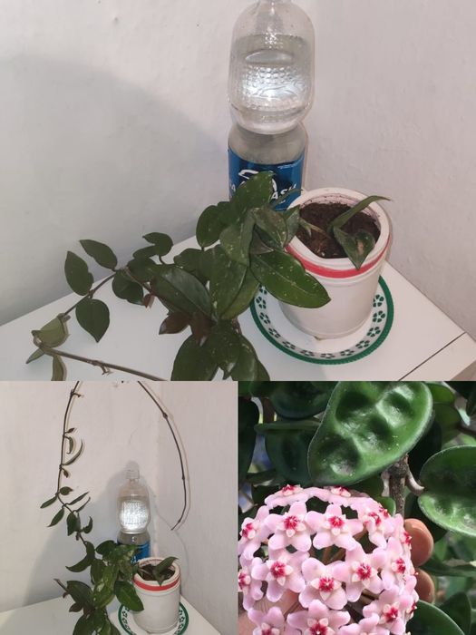 Продам отростки - Хойя карноза и другие