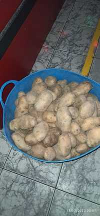 Vînd cartofi albi Covasna