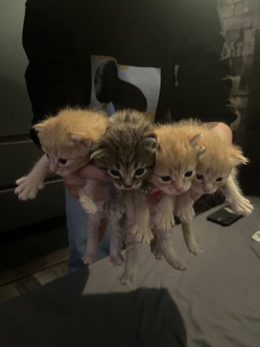 Котята с кошкой в добрые руки,мальчики и девочки