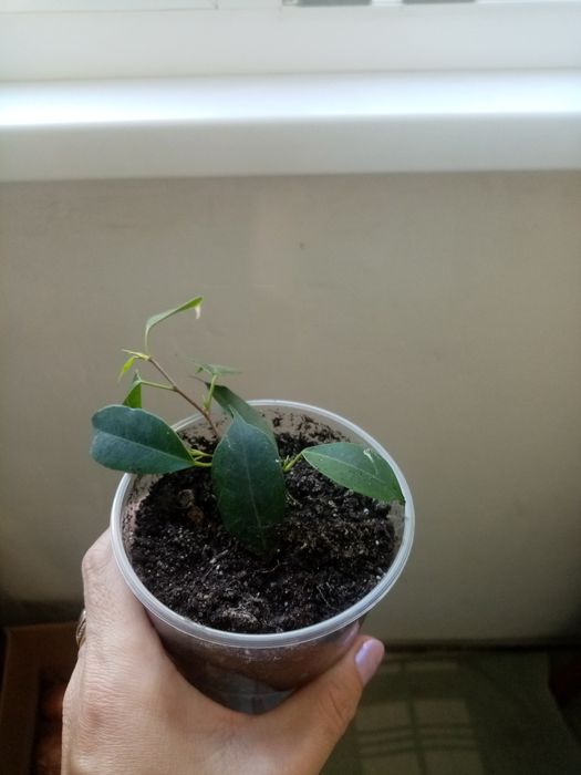 Фикус бенджаминннн