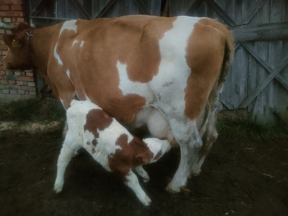 Vacă cu vițea fătată de patru zile!