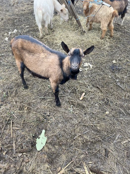 Tapisor Alpin Francez