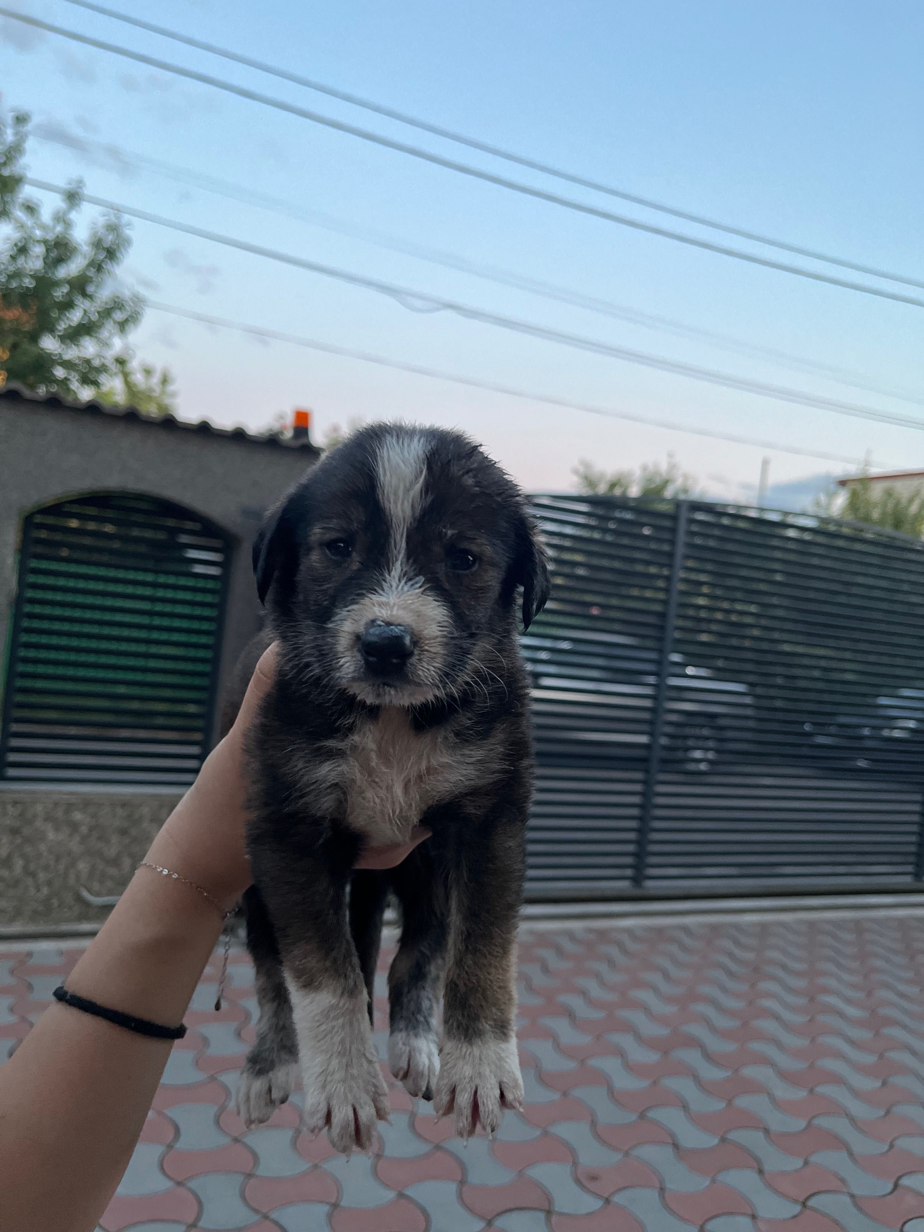 Catelusi adoptie