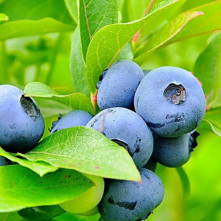 Боровинка (Синьо Злато)/Vaccinium Blue gold