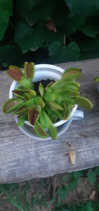 30 Seminte Planta carnivora Dionaea