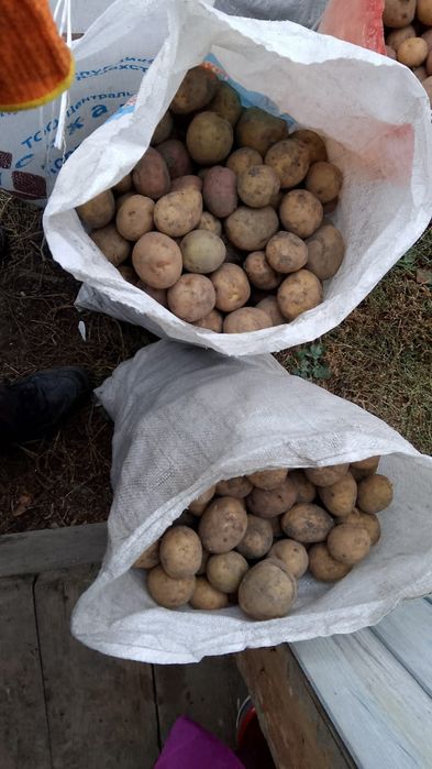 Продам картошку домашняя