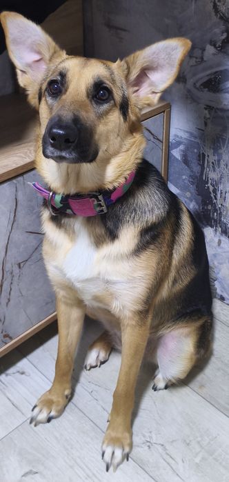 Отдам даром в хорошие руки