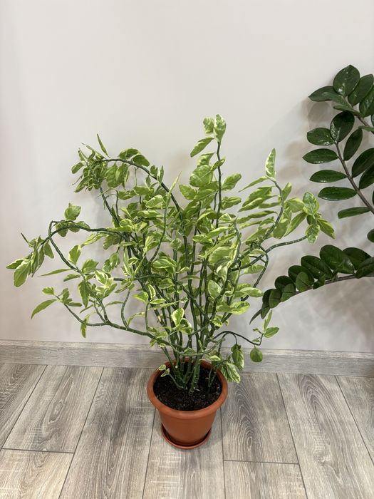 Цветы комнатные очень красивые