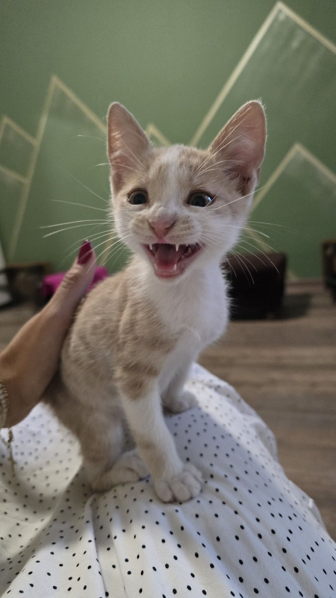 Бебе коте търси дом