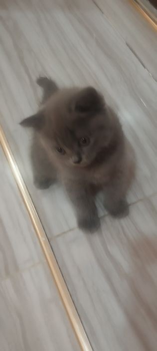 Продается котенок, порода Шотландский