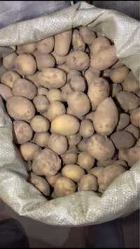 Продам картофель на корм
