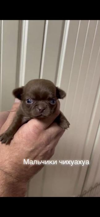 Чихуахуа шоколадного окраса мальчик
