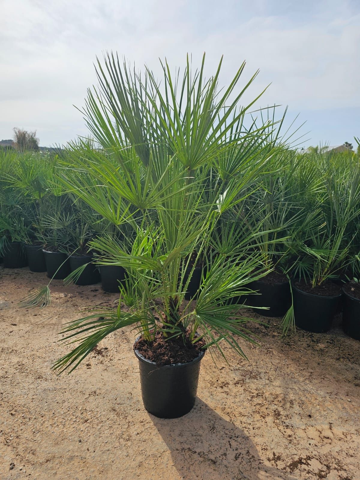 Plante Ornamentale de Vânzare
