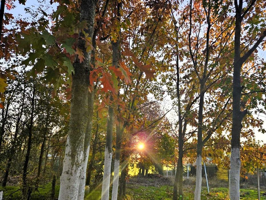 Închiriez teren gradina urbana pentru recreere - București