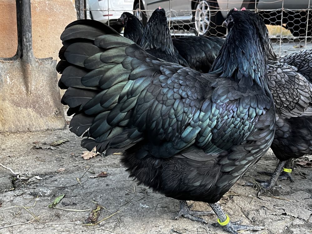 Australorp oua de incubat