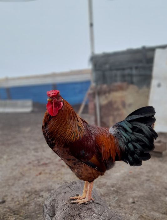 Продам петуха, 6 месячного, здоровый, крепкий, сильный петух.