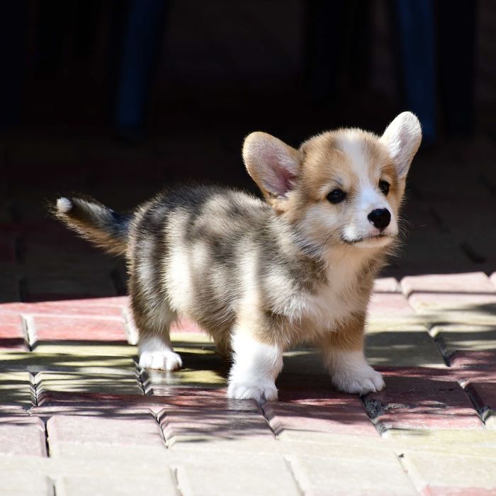 Cățelus Corgi Pembroke – Linie de Sânge de Excepție, crescător cu afix