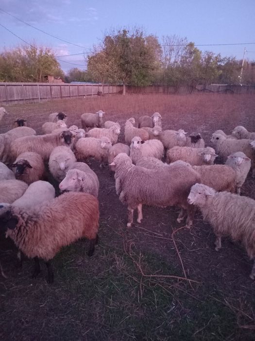 Vand carlani si berbeci