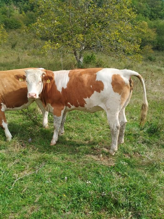 Vând cinci juninci gestante