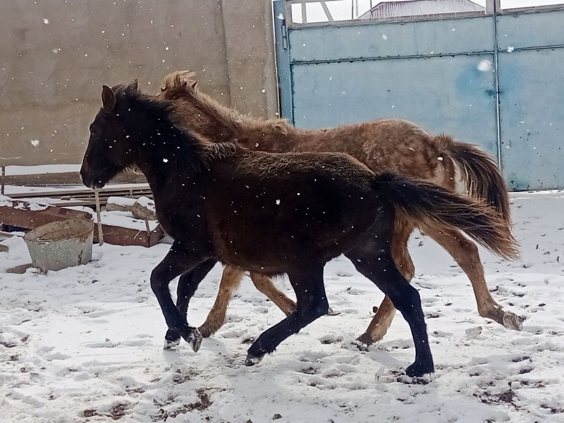 Тайлар сатылады еркек