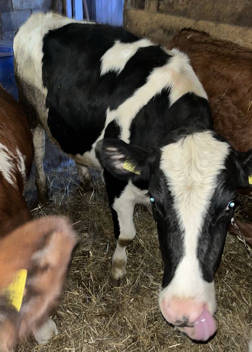 Vand vitea de 1 an si 3 luni