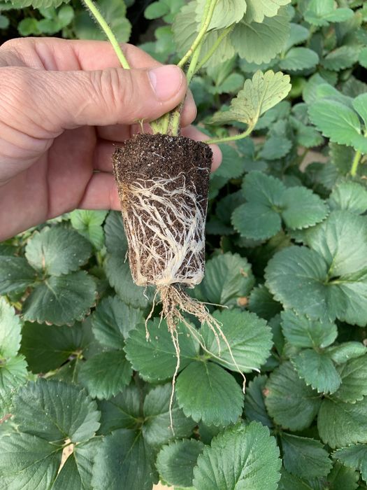 Stoloni de căpșuni si rasad